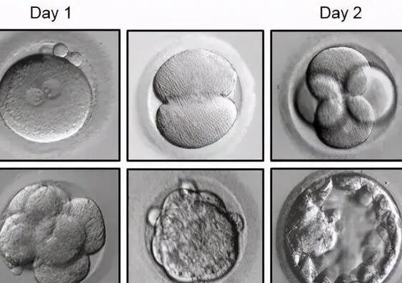 试管胚胎碎片多会影响胎儿发育吗？